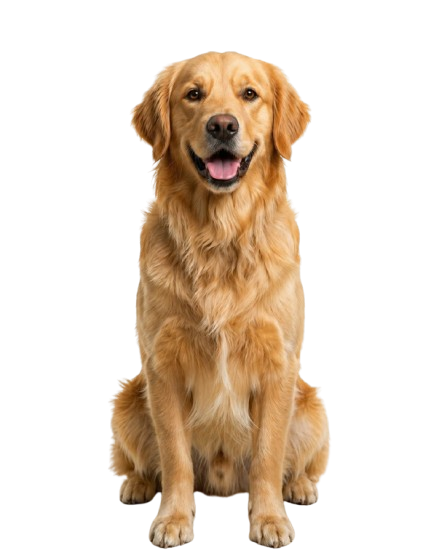 Perrito limpio