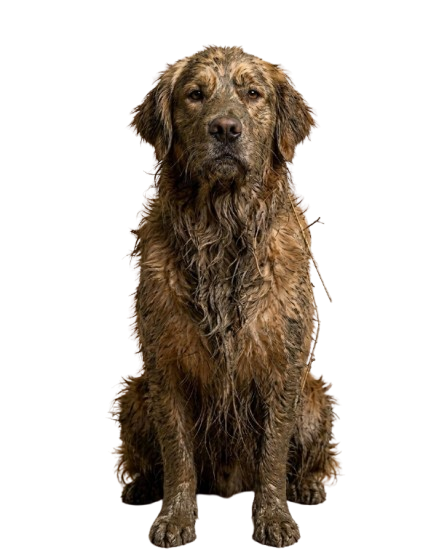 Perrito sucio