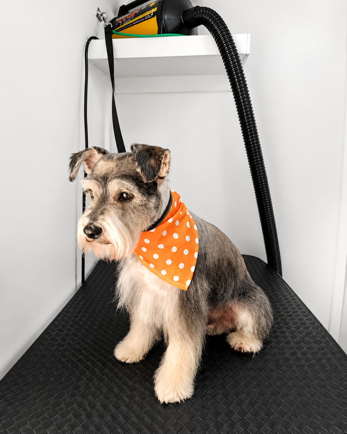 Lotto, cliente de Woof & Wash