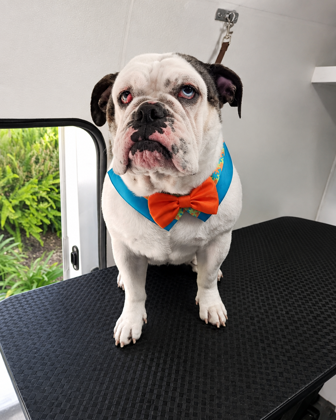 Lilit, clienta de Woof & Wash